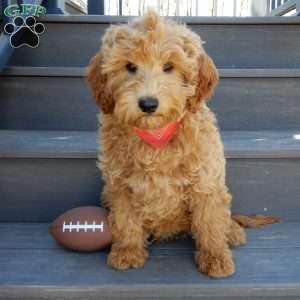 Hunter, Mini Goldendoodle Puppy